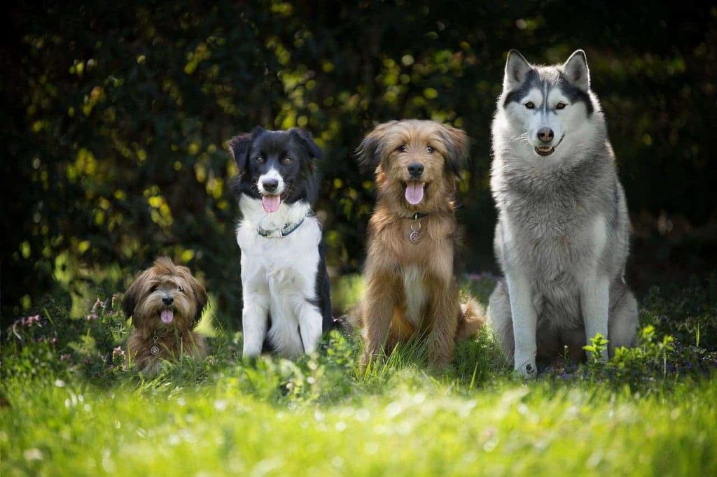 تشخیص نژاد سگ با ویژگی های ظاهری
