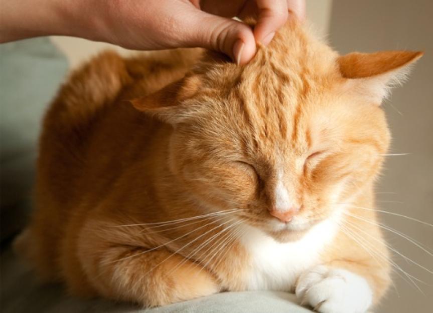 لیست شایع ترین بیماری پوستی گربه