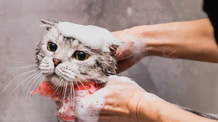 از شستشوی دوره ای تا تمیز کردن گوش در نظافت گربه