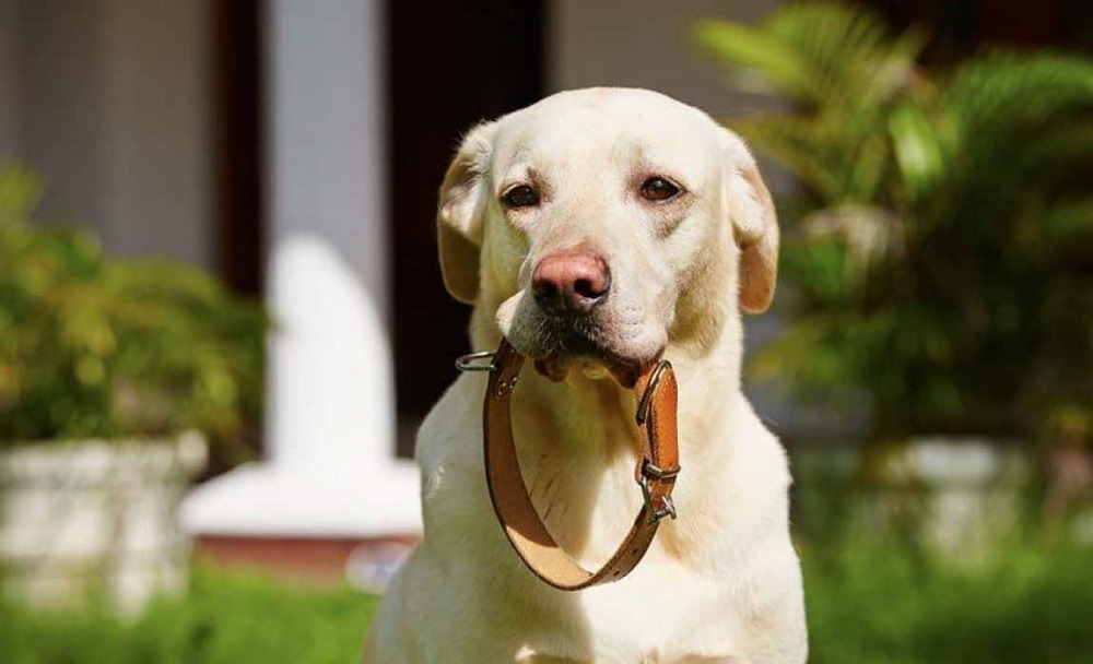 بررسی انواع قلاده سگ متناسب با نژاد سگ