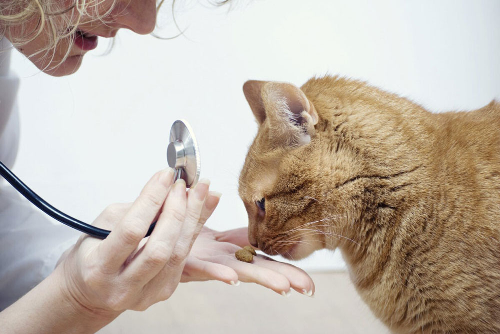 بررسی رایج ترین بیماری گوارشی در گربه ها