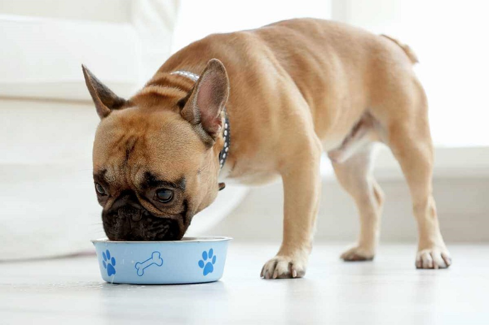 شلغم برای سگ به عنوان یک مکمل غذایی