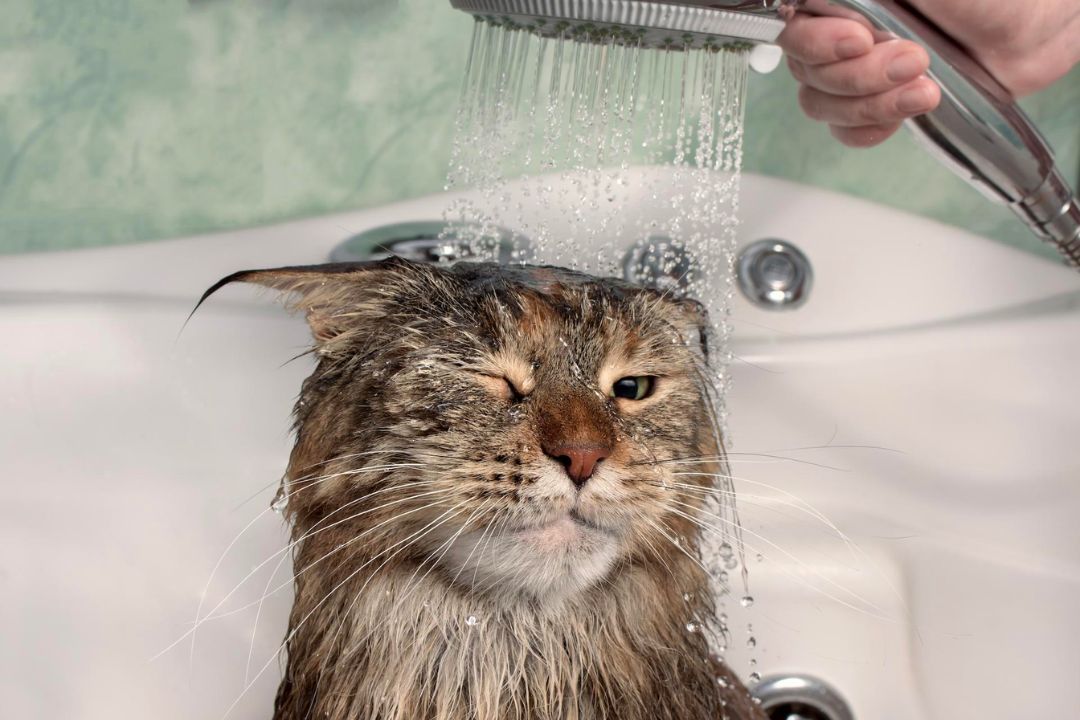 محدود نبودن نظافت گربه به شستشوی دوره ای
