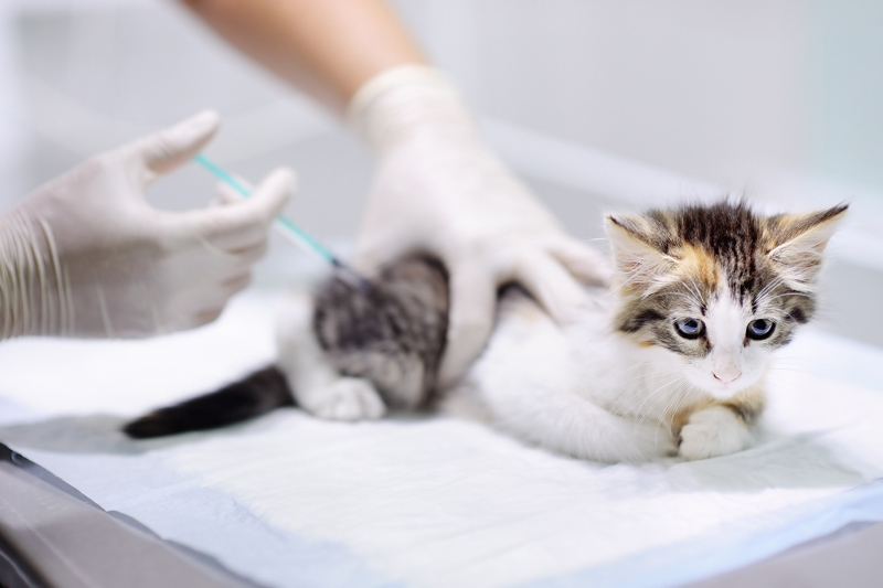 واکسن چه تاثیری روی سلامتی گربه دارد واکسیناسیون گربه