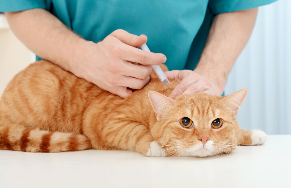 واکسیناسیون گربه معرفی واکسن های ضروری گربه