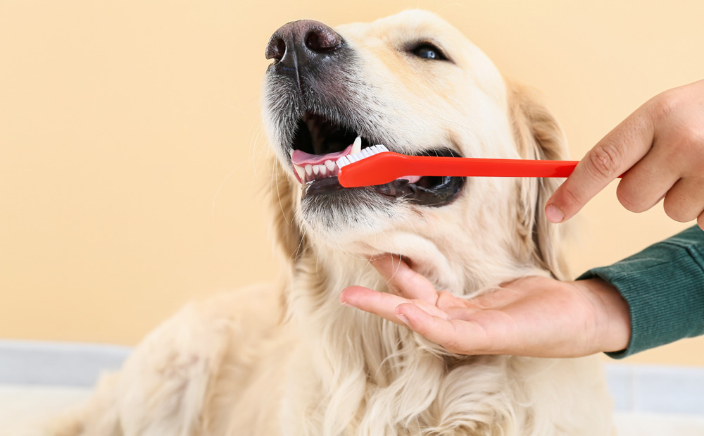 انتخاب بهترین خمیر دندان سگ برای پیشگیری از بیماری لثه