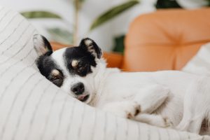بررسی علائم و روش درمان سرماخوردگی سگ