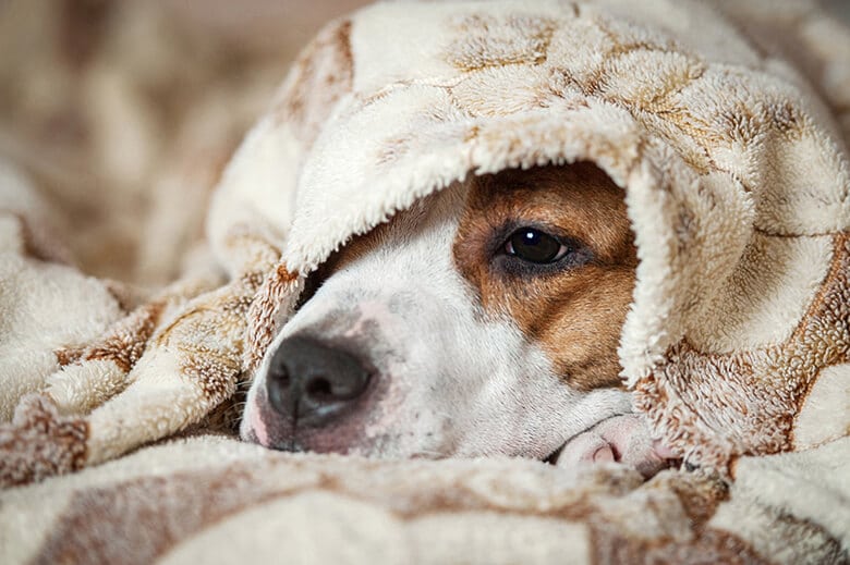 علائم سرماخوردگی سگ ها
