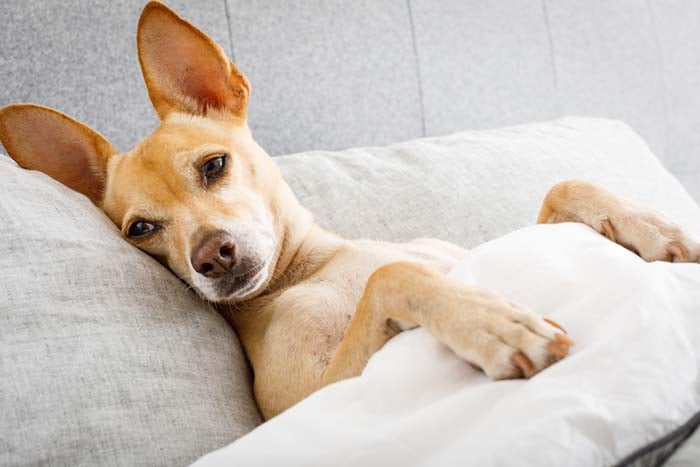 چه چیزی باعث سرماخوردگی سگ ها میشود