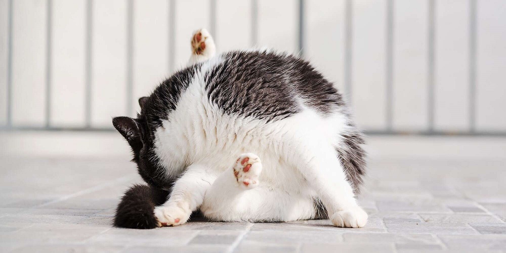 کیسه مقعدی گربه چیست و روش های درمان