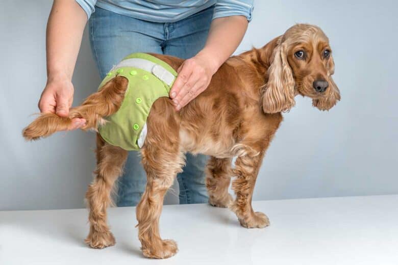 استفاده از پوشک سگ برای پت های بیمار