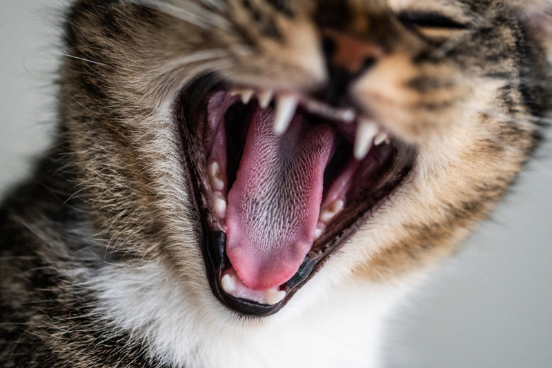 اناتومی دندان گربه