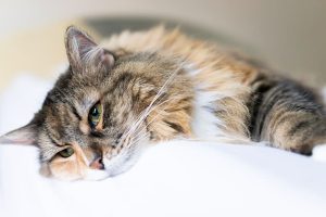 کم خونی گربه از علائم تا درمان