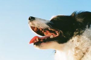 روش های مراقبت و نگهداری از دندان سگ