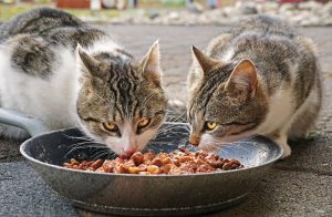 غذای گربه بهترین رژیم غذایی برای گربه خانگی