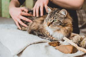 بررسی علل و درمان یبوست گربه