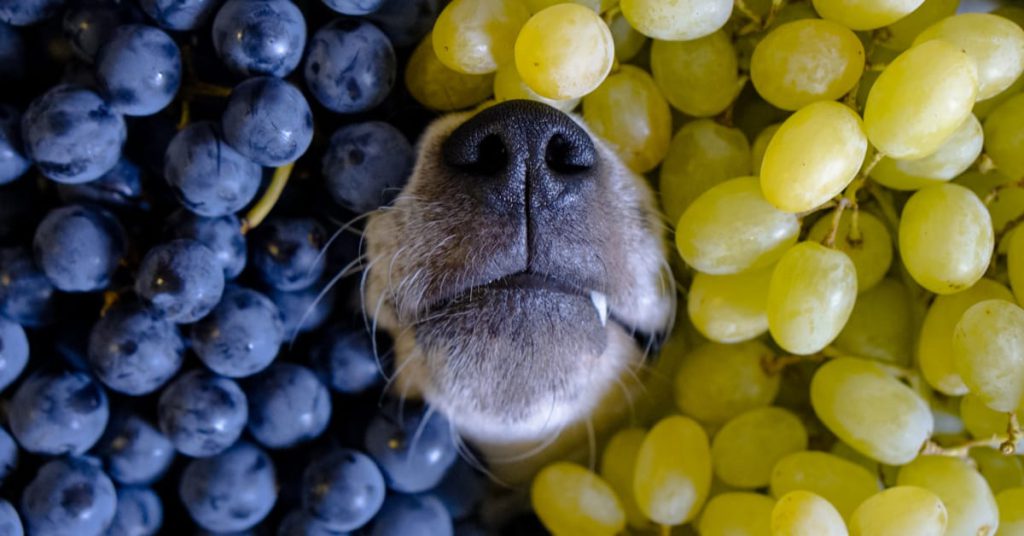 ایا خوردن انگور برای سگ مضر است