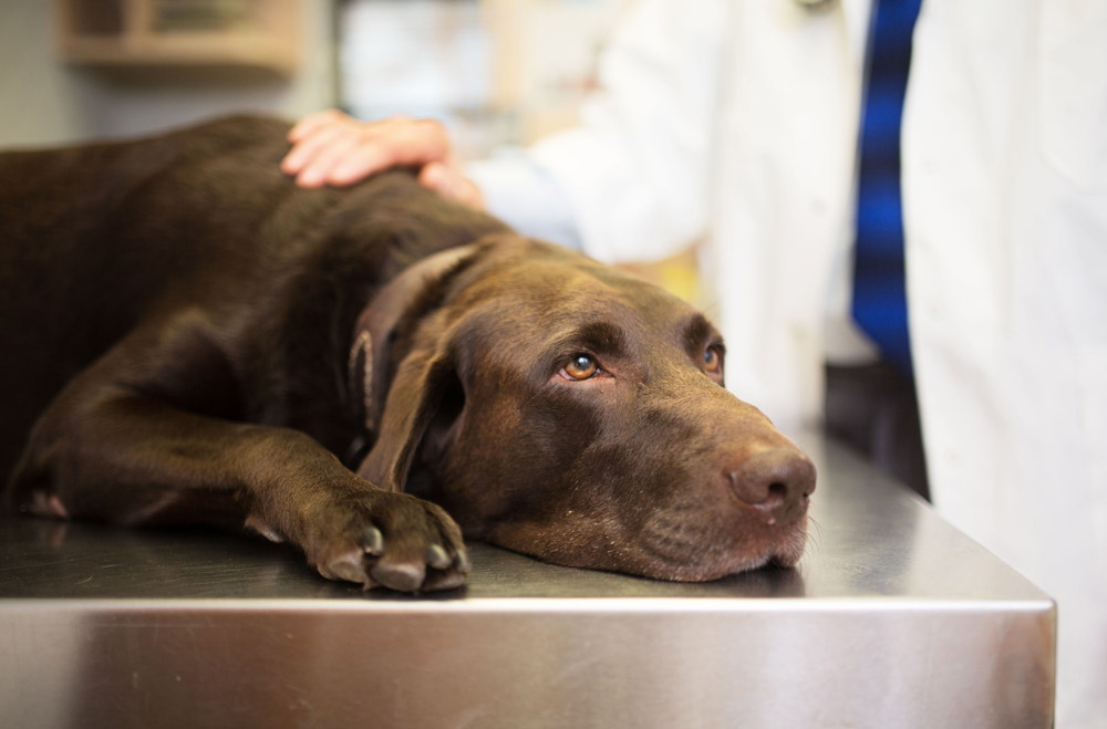 لیست علائم و درمان مسمومیت در سگ ها