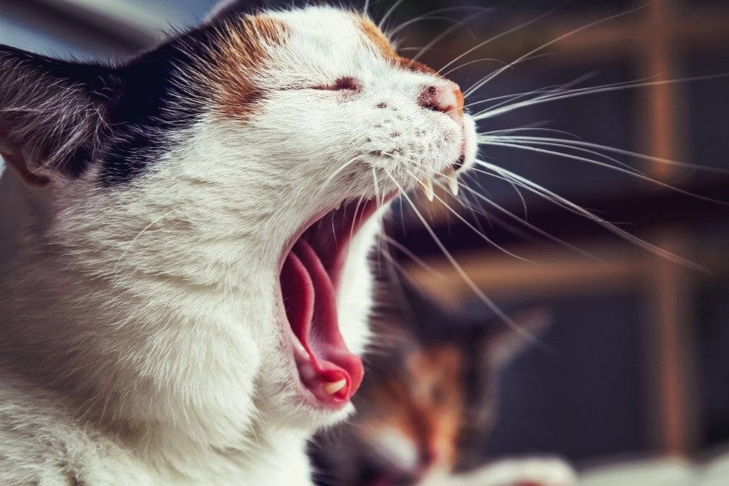 دلایل و درمان بوی بد دهان گربه
