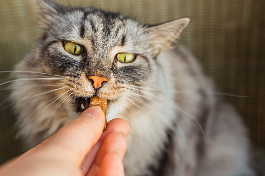 فواید مصرف مولتی ویتامین برای گربه