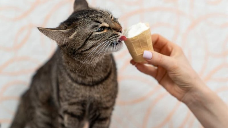 ایا بستنی برای گربه ضرر دارد