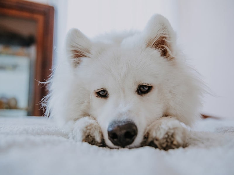 بیماری‌هایی که ممکن است سگ سامویید به آن دچار شود