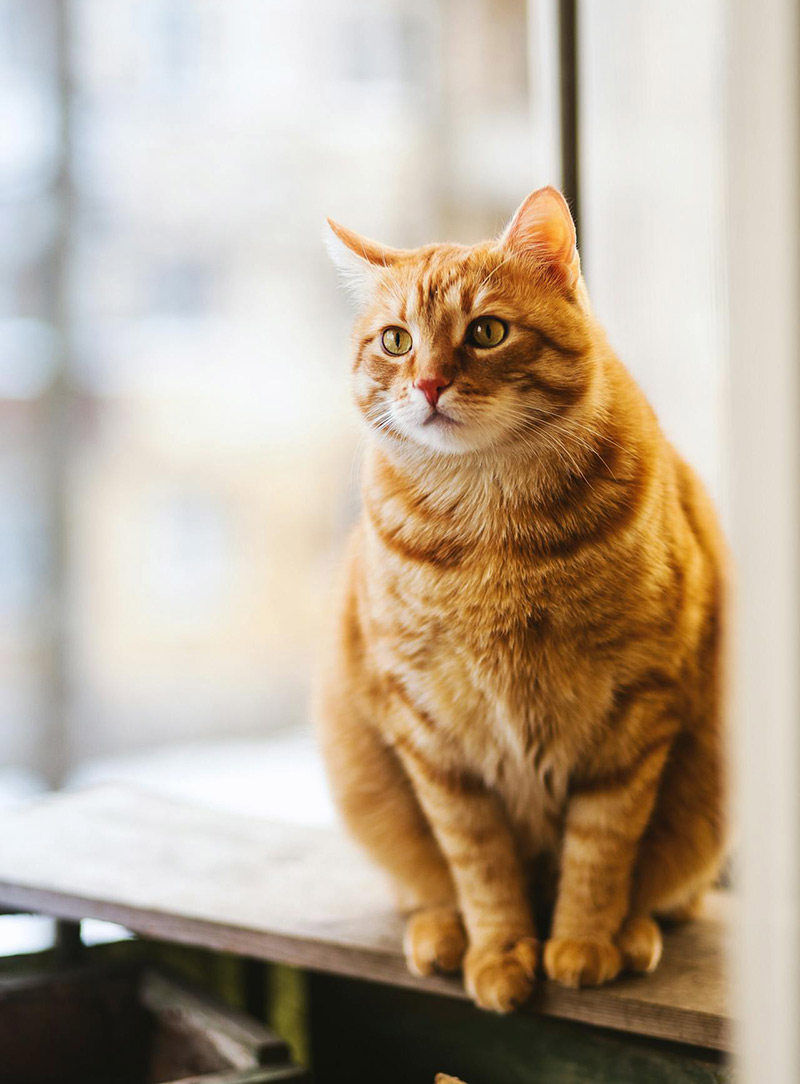 بخش بیهوشی و بی دردی بیهوشی حیوانات خانگی