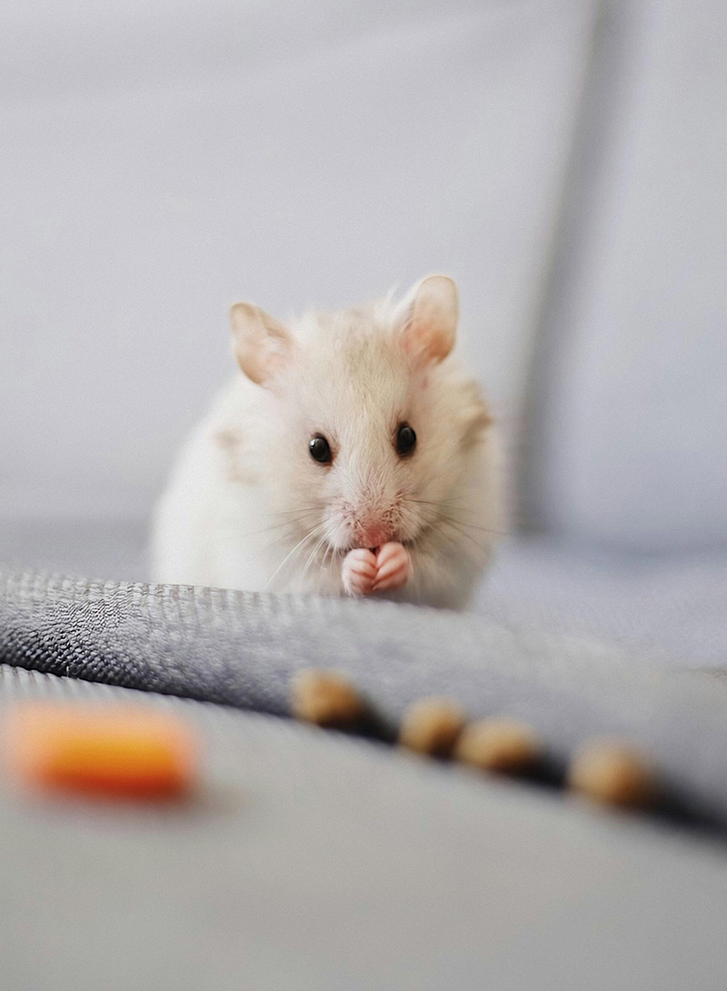 بخش بیهوشی و بی دردی بیهوشی دامپزشکی نیکان