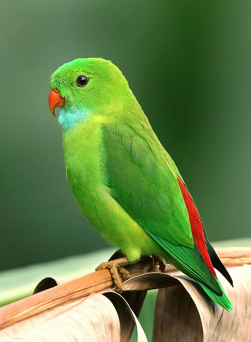 مجله دامپزشکی مجله دامپزشکی