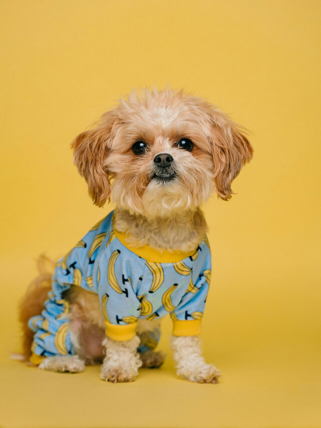 چک لیست نگهداری حیوانات