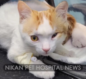 جراحی کارگذاری شانت مغزی-شکمی در گربه جراحی کارگذاری شانت مغزی-شکمی در گربه