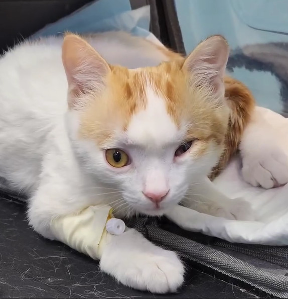 جراحی کارگذاری شانت مغزی-شکمی در گربه جراحی کارگذاری شانت مغزی-شکمی در بچه گربه