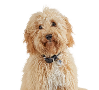 بهترین پت استایلیست های تهران