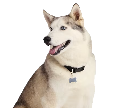 بهترین پت استایلیست های تهران