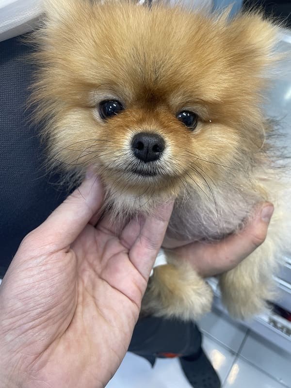 جراحی مجرای شریانی باز سگ پامرانین جراحی مجرای شریانی باز سگ ها