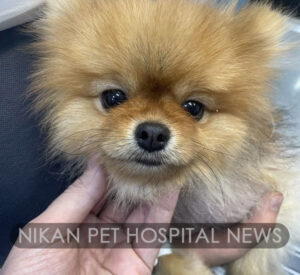 جراحی مجرای شریانی باز سگ پامرانین جراحی مجرای شریانی باز سگ