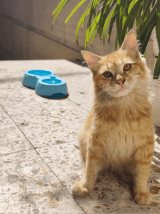 برای صاحبان پت